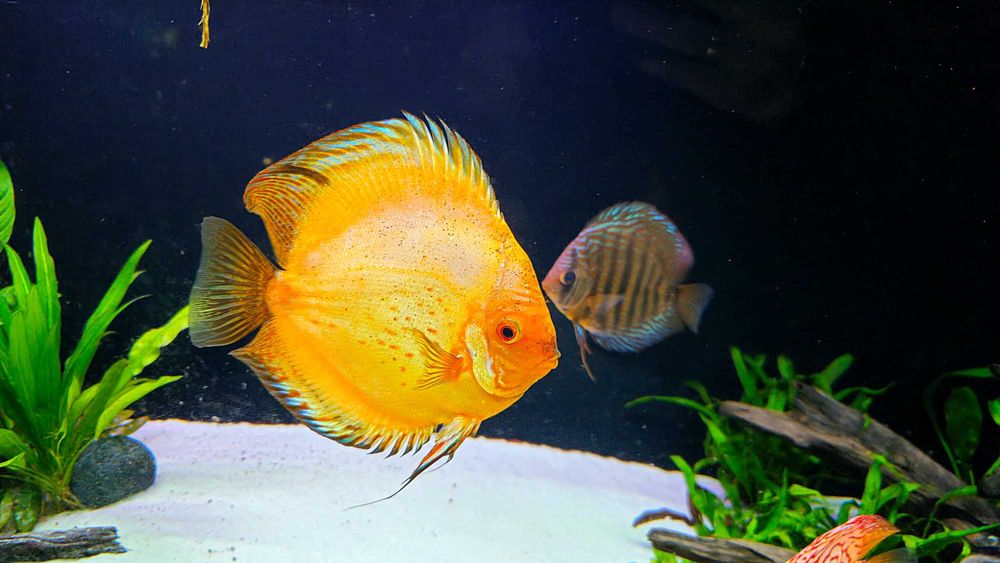 Dyskowce paletki 14-17cm 500g Bernd