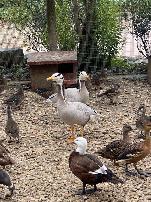 Patos dendrocisne / mandarim /carolino,