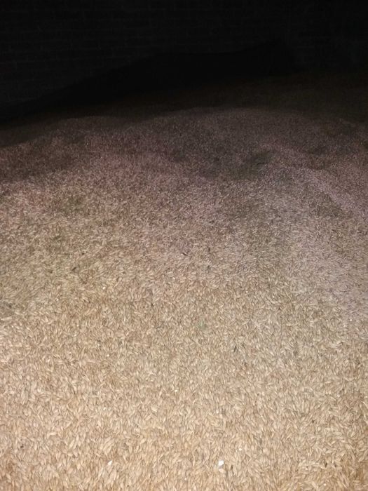 Sprzedam owies pszenice i jęczmień