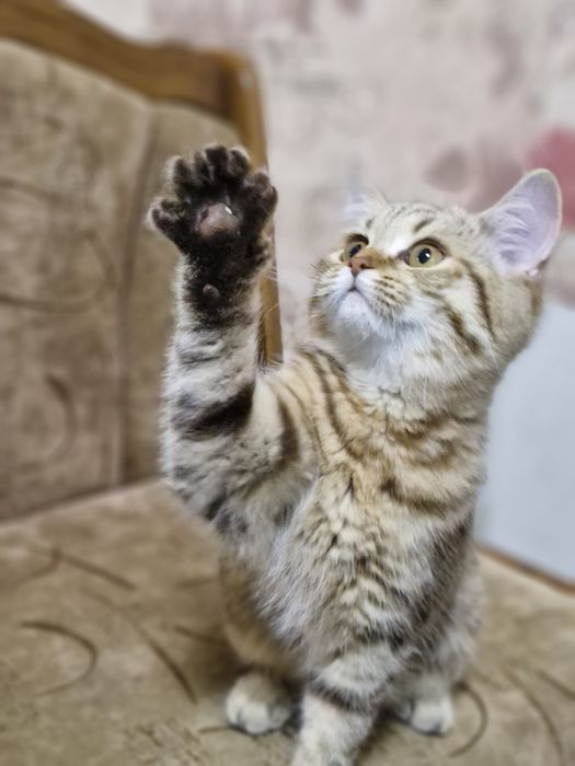 Шотландські котенята