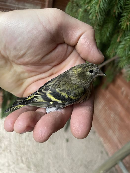 Czyżyki europejskie