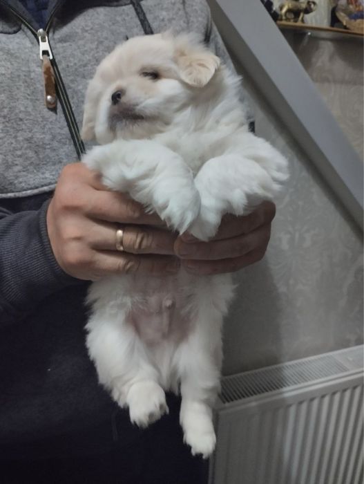 Продам цуценят Пекінесиків