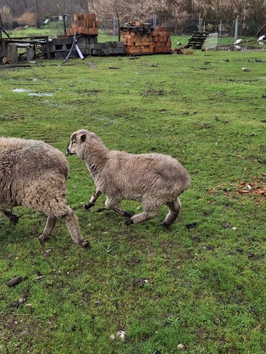 Borrega cruzada de sulfolk