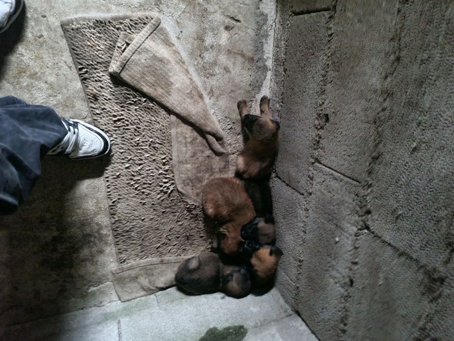 Cães para adotar