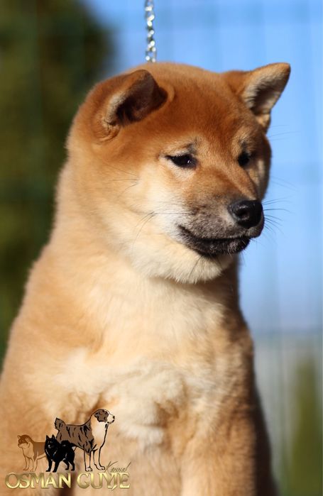 Видатні малюки шиба іну сіба іну