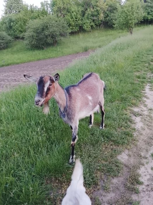 Продам дійну козу
