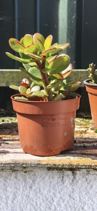 Suculenta (Planta Jade)   "Crassula ovata"