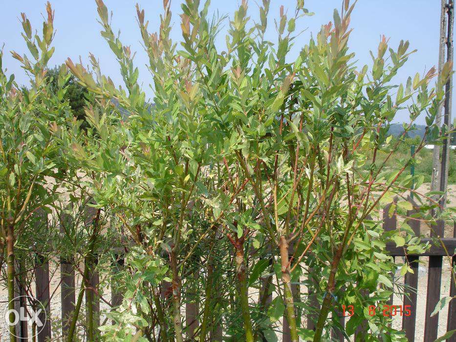 Wierzba Hakuro nishiki na PNIU 150cm -