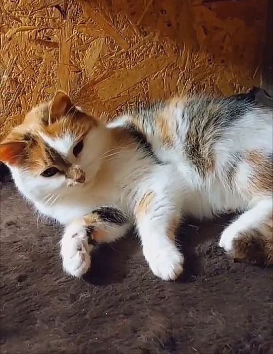 Отдам трёхцветную кошечку