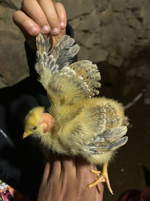 Pintinhos com duas semana tenho apenas mais  13