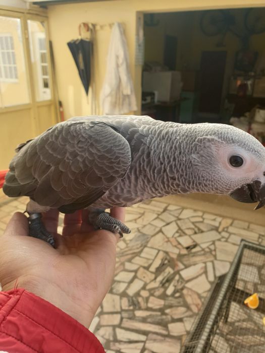 Papagaio cinzento