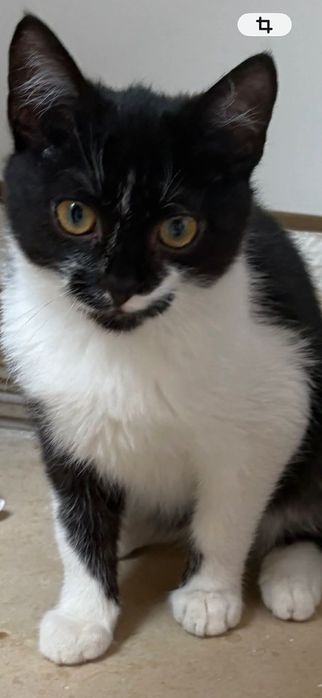 Maurycy ,kociak zadbany ,zdrowy ,sźuka domu.