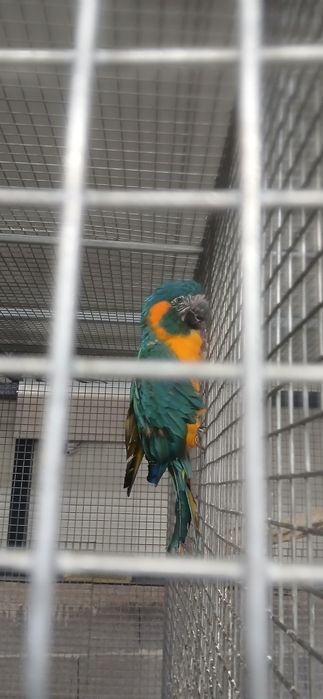 Arara de garganta azul ou arara glaucogularis