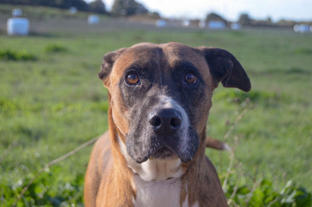 Fox - cão medio grande para adoção