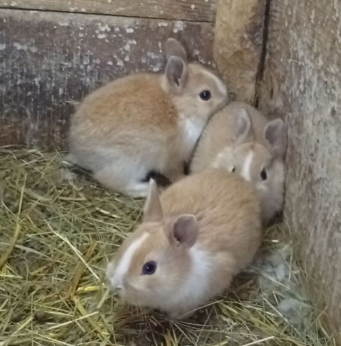 Продам декоративні кролики