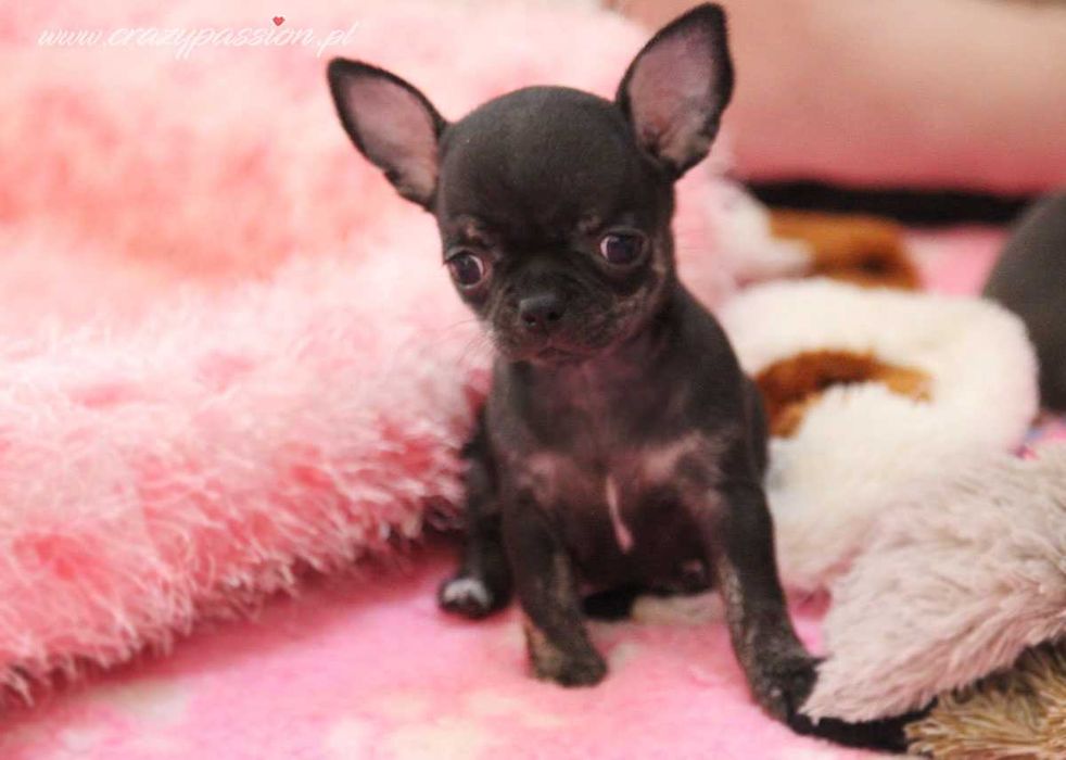 Mini sunia BIANCA Crazy Passion - chihuahua krótkowłosy