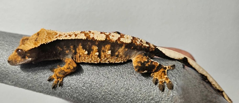 Gekon orzęsiony harlequin 14g