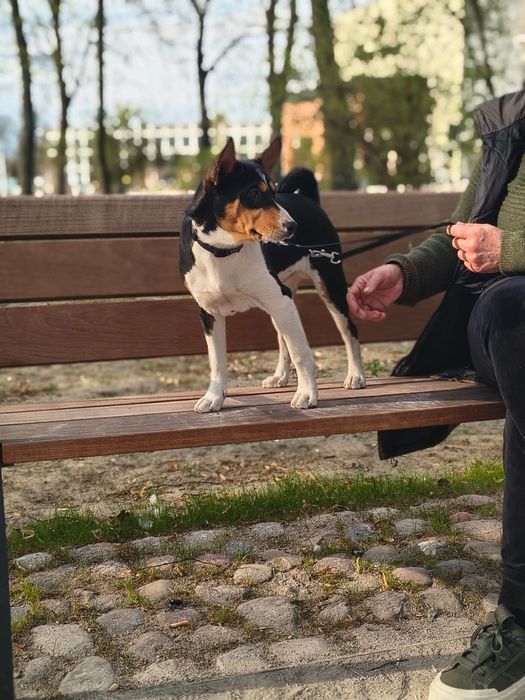 Basenji szczenię FCI