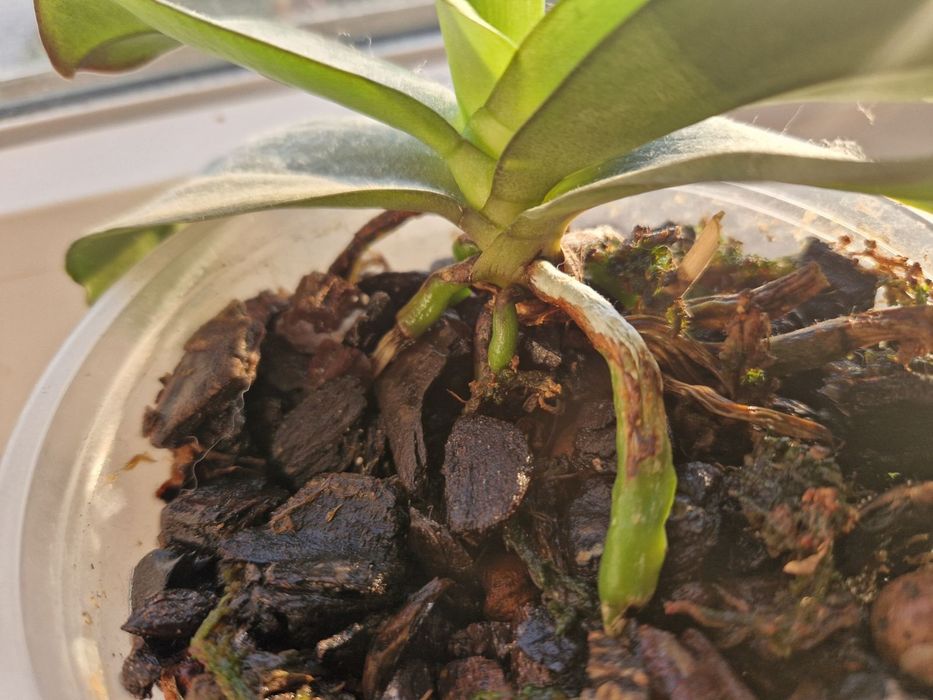 Орхідея фаленопсис