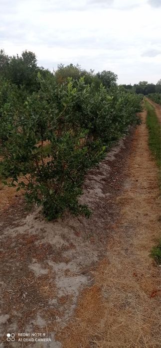 Krzewy borówki amerykańskiej - 7 letnie