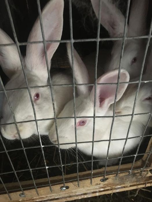 Кролики, кролі, різних порід і різного віку