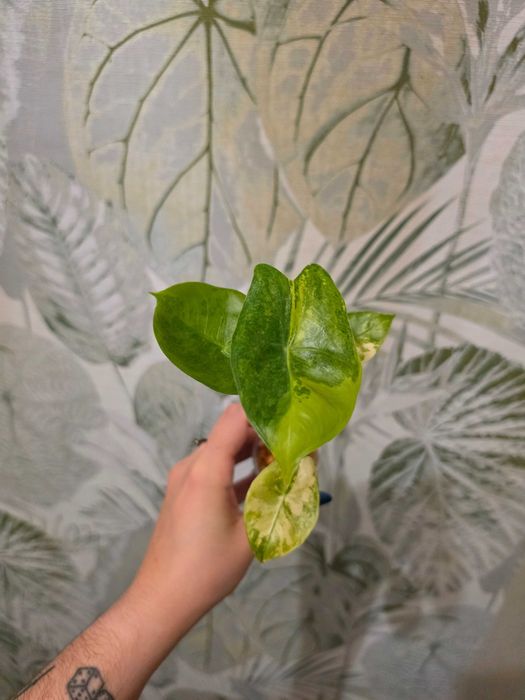 Alocasia Alokazja Pink Dragon Aurea