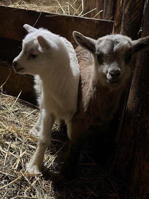 Віддам даром козенят