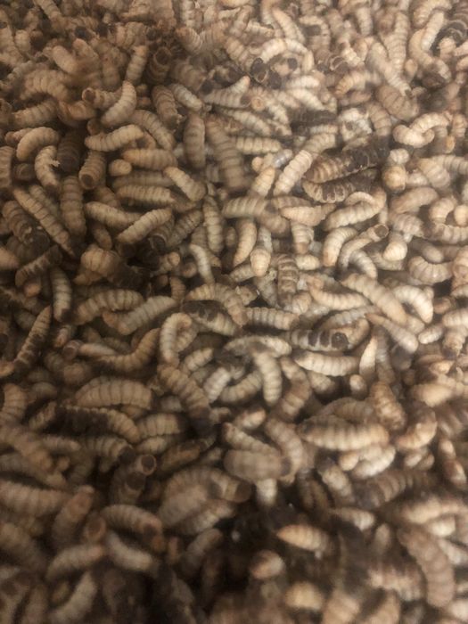 Личинка черной львинки