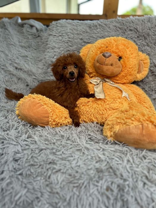 Suczka toy górna granica pudel  5 miesięcy