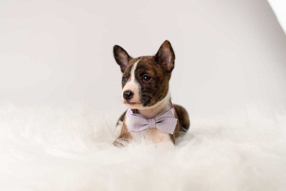 Pręgowane szczenięta Basenji