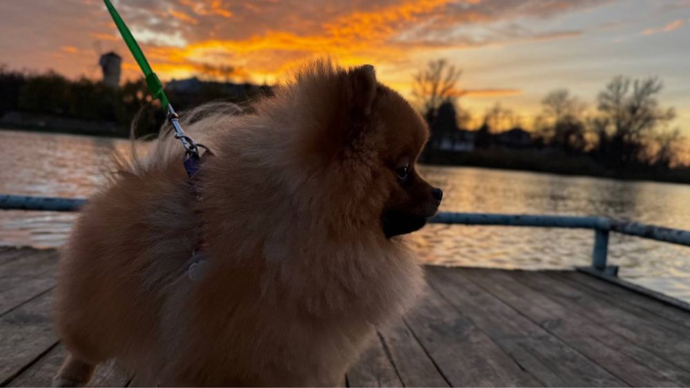 Данте шукає самочку.