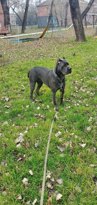 Продаються цуценята канекорсо