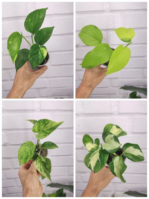 Продаю Ліана Сциндапсус та епіпремнум, філодендрони. Черенки свіжозріз