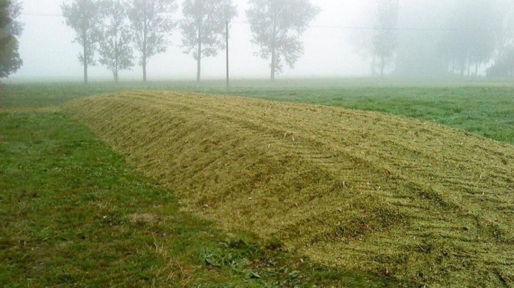 Kiszonka z kukurydzy pryzma z kukurydzy 50 ton