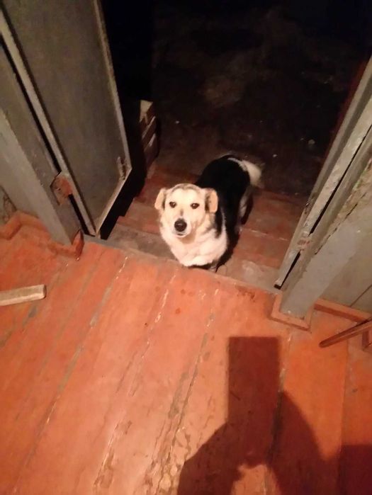 Отдам собачку в хорошие руки!