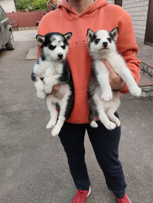 Продам цуценят Сибірської Хаскі