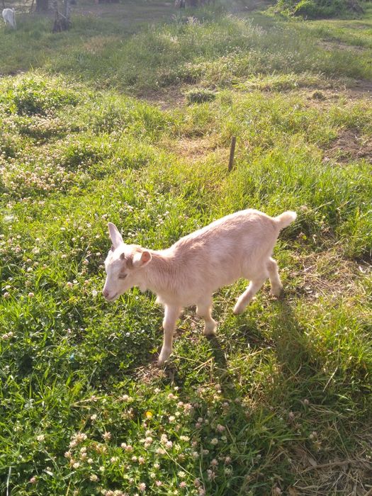 Vendo Cabrito Saanen com Murciano