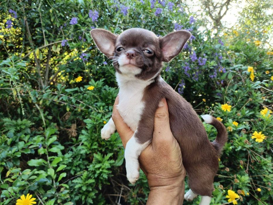 Chihuahua fêmea mini