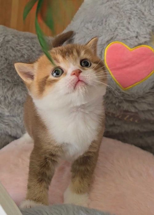 British Shorthair bicolor cinnamon com Lop