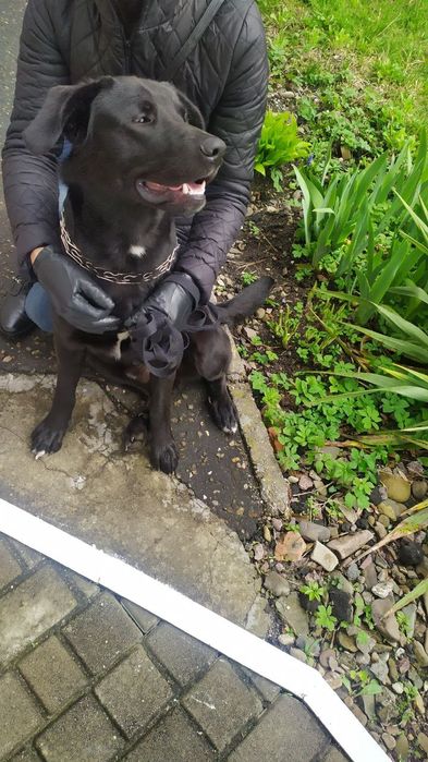 Перетримка у квартирі або вигул котів та собак.