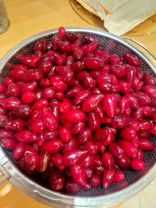 Dereń jadalny owoce mrożone