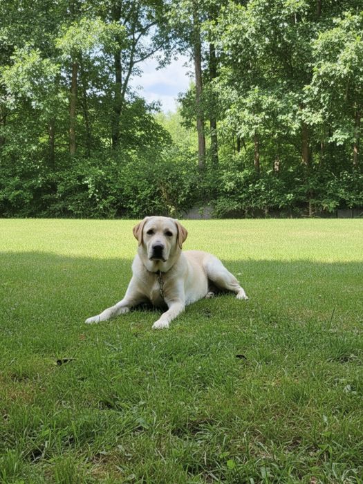 Labrador retriever oddam
