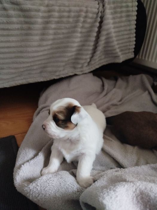 Pieski szukają dobrego domu