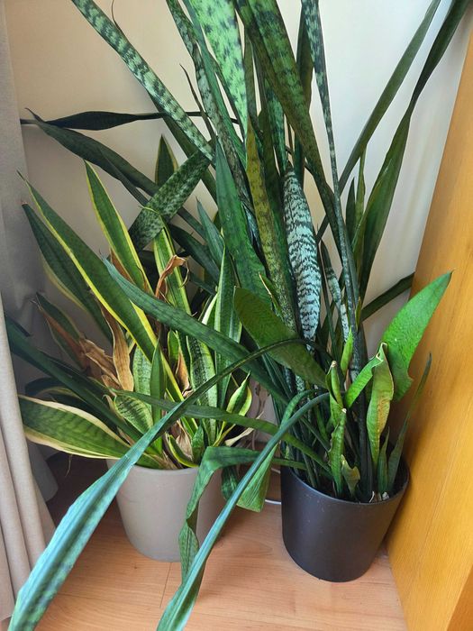 Dou 2 vasos grandes com plantas "Espada-de-São-Jorge" (plantas com algumas partes secas)