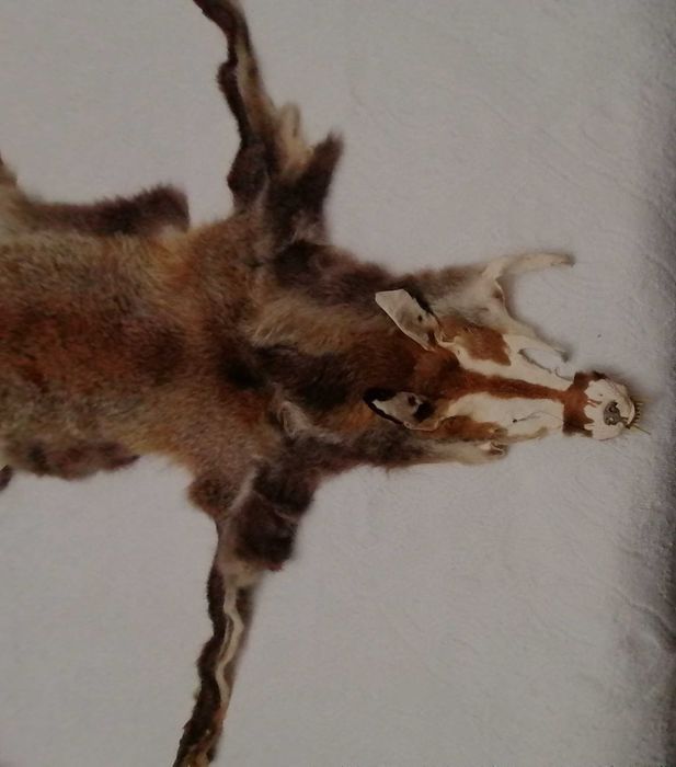 Pele de Raposa ,com carimbo