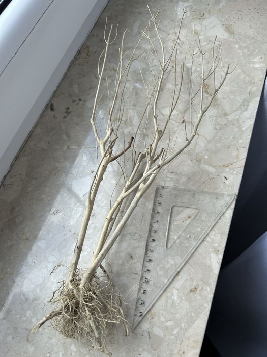 Korzeń do akwarium terrarium DIY ozdoba drzewko