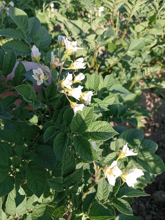 Картопля Сарпо Міра Сарпо Мира