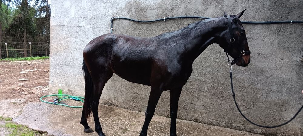 Egua castanha montada