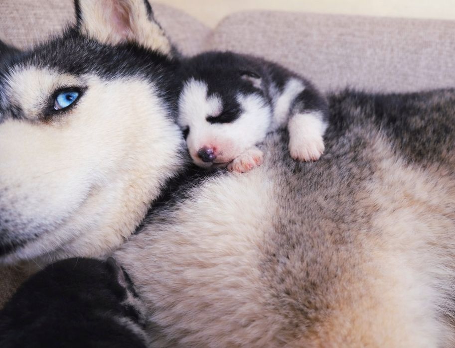 Szczeniak Siberian Husky rodowód ZKwP FCI Champion Puppy Pedigree