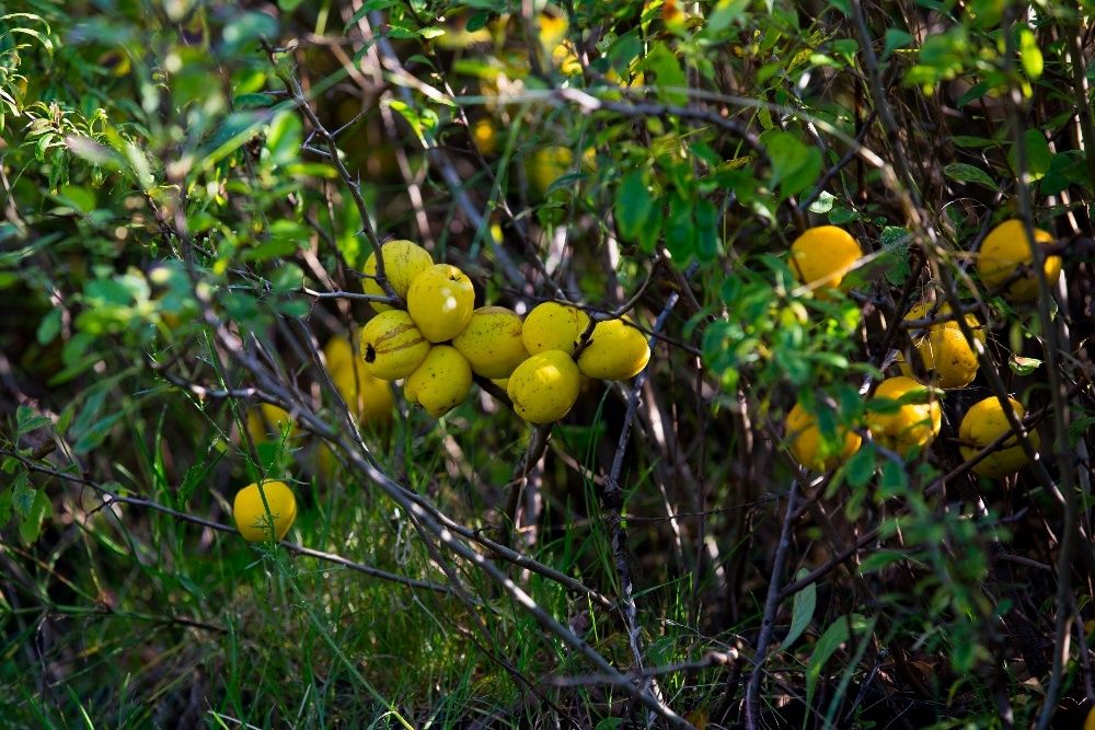 Pigwowiec Japoński (Chaenomeles Japonica) 30-50 cm, donica 1l